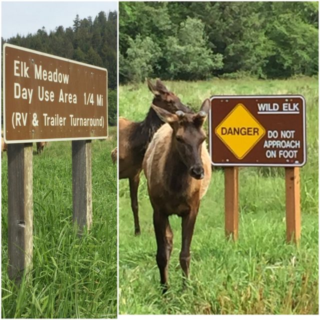 Elk Meadow is full of, you guessed it, Elks