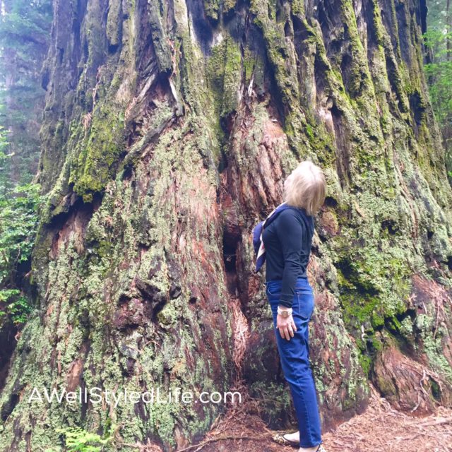 Redwood Forest in Northern California