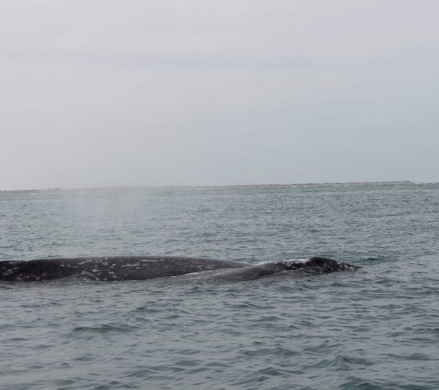 mom and bay gray whale