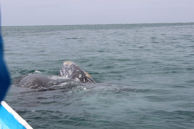 mom and baby gray whale