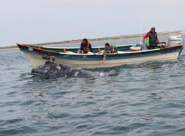 whale watching in the baja