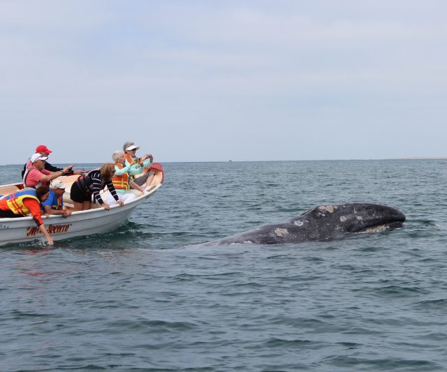 whale watching