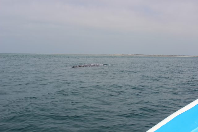 our first gray whale sighting