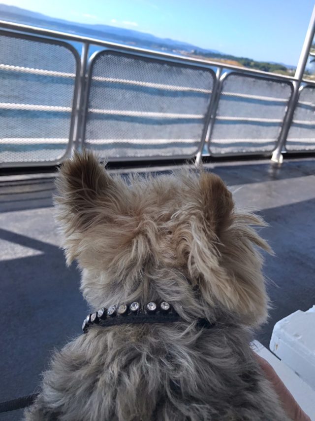 sailing to Port Angeles