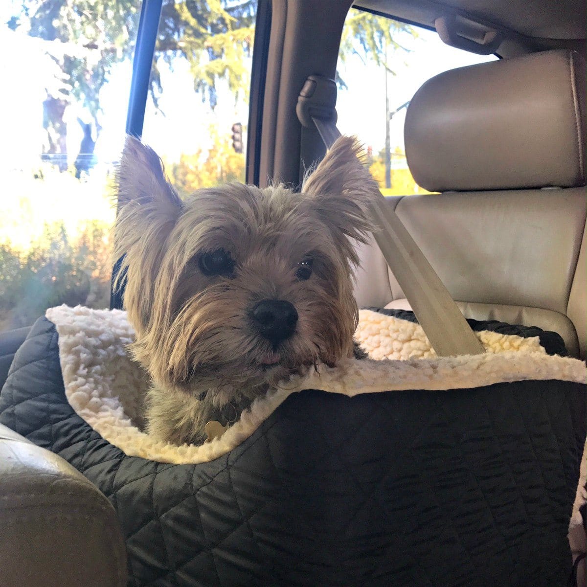 driving our pet to UC Davis