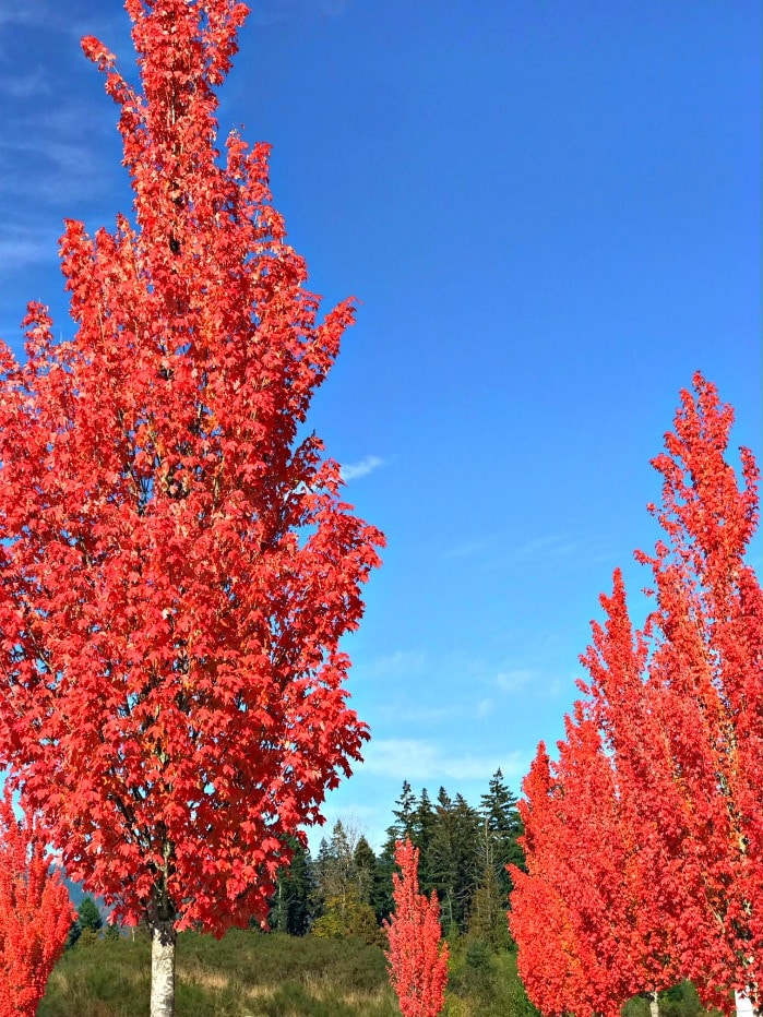 fall leaves on A Well Styled Life