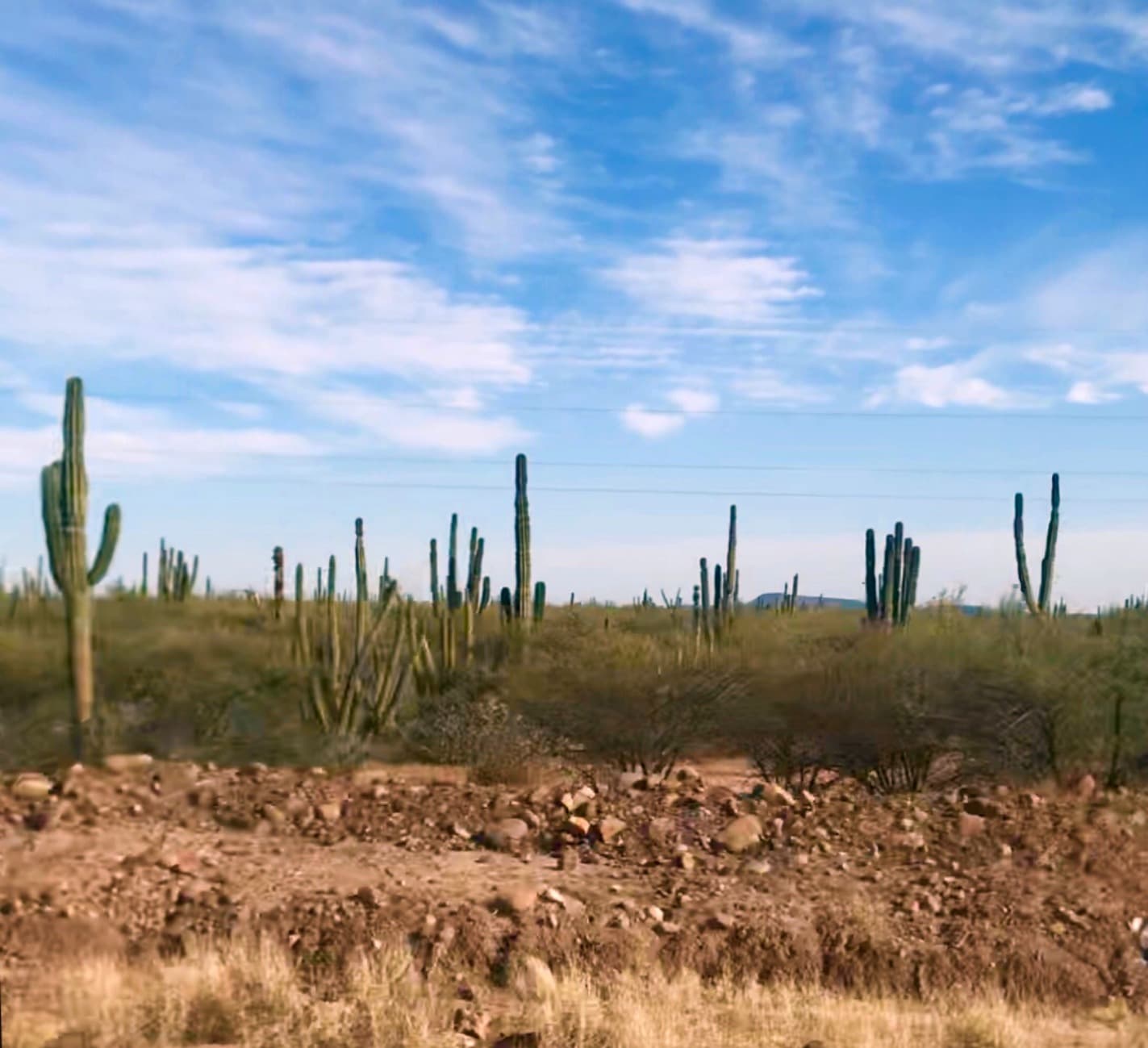 Sagura and cardon Cactus in Baja Mexico