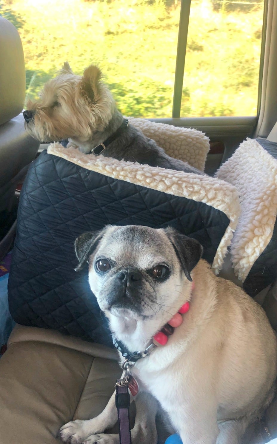 Lucy and Honey Pug in the car