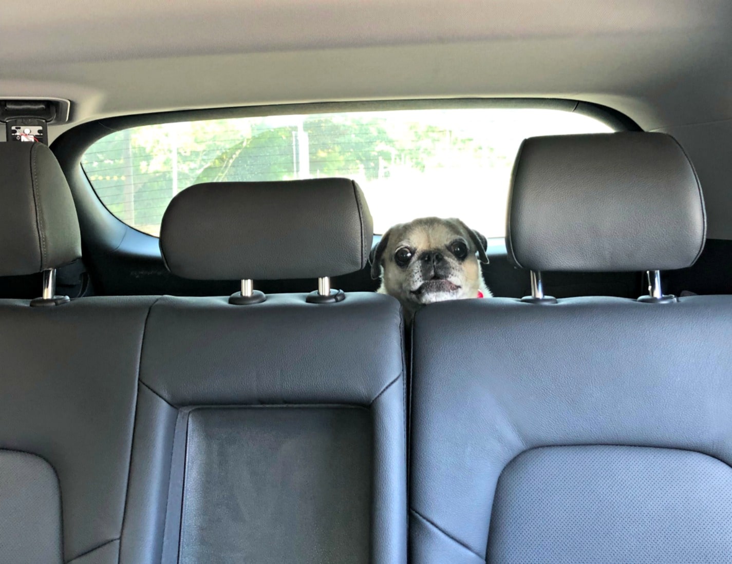 pug in behind back seat in car