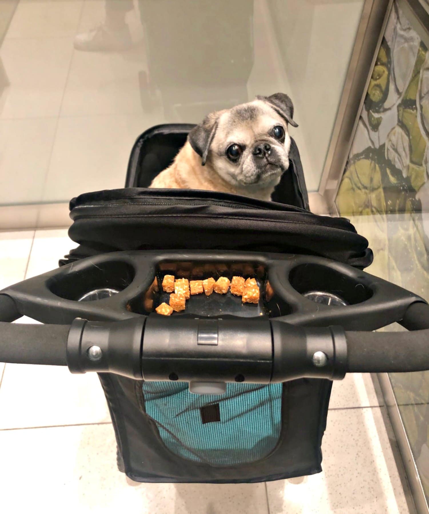 pug with treats in stroller