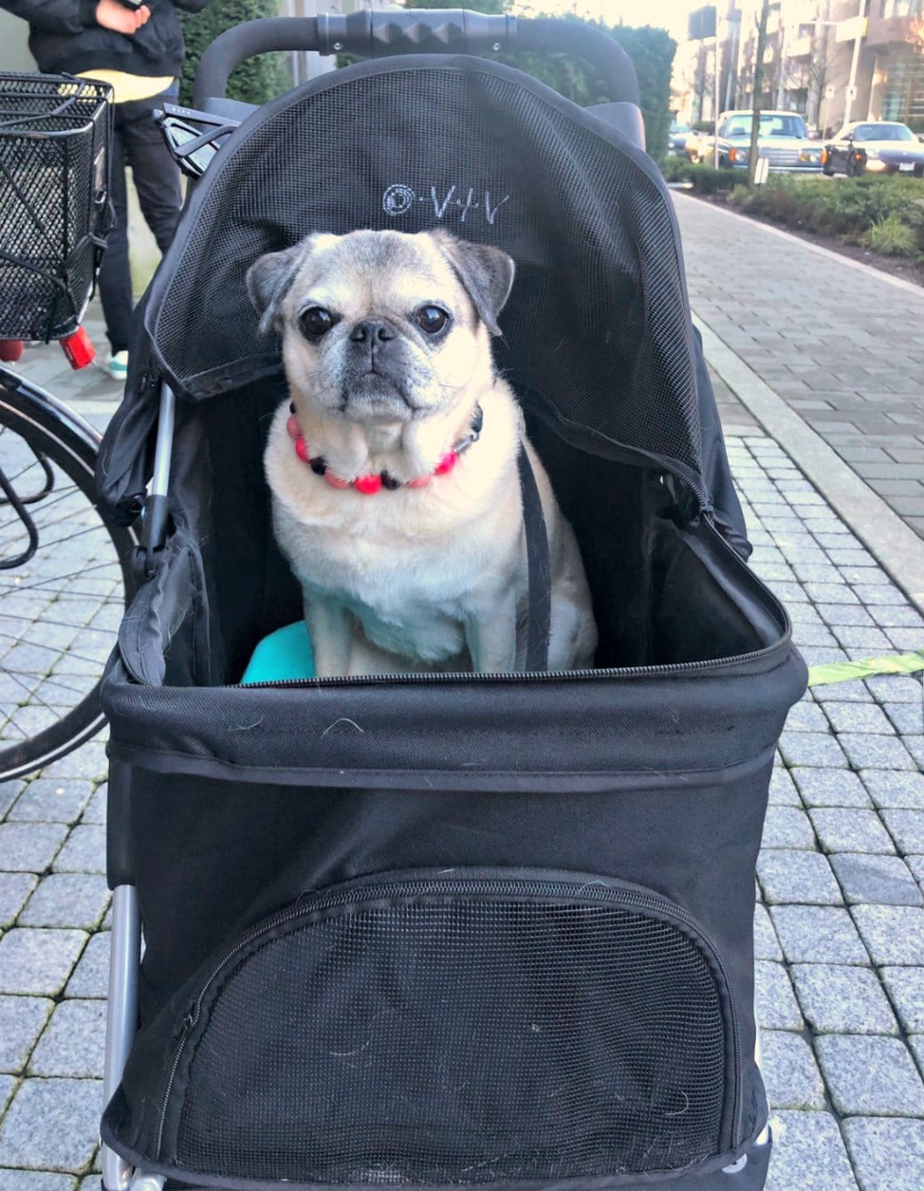 ming about dog strollers