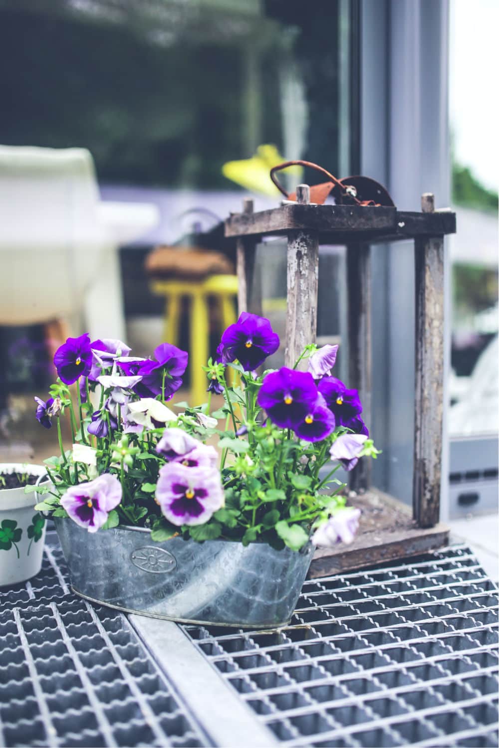 flowers for patio