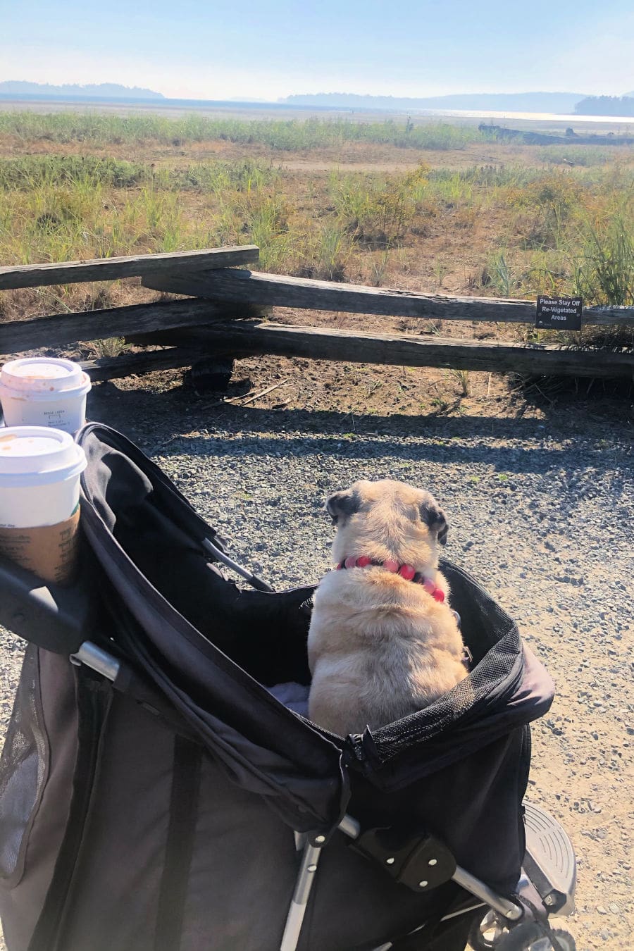 pug in stroller at beach