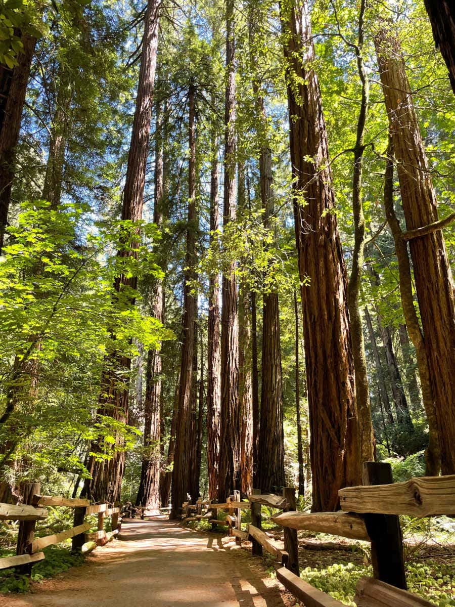 path in muir woods