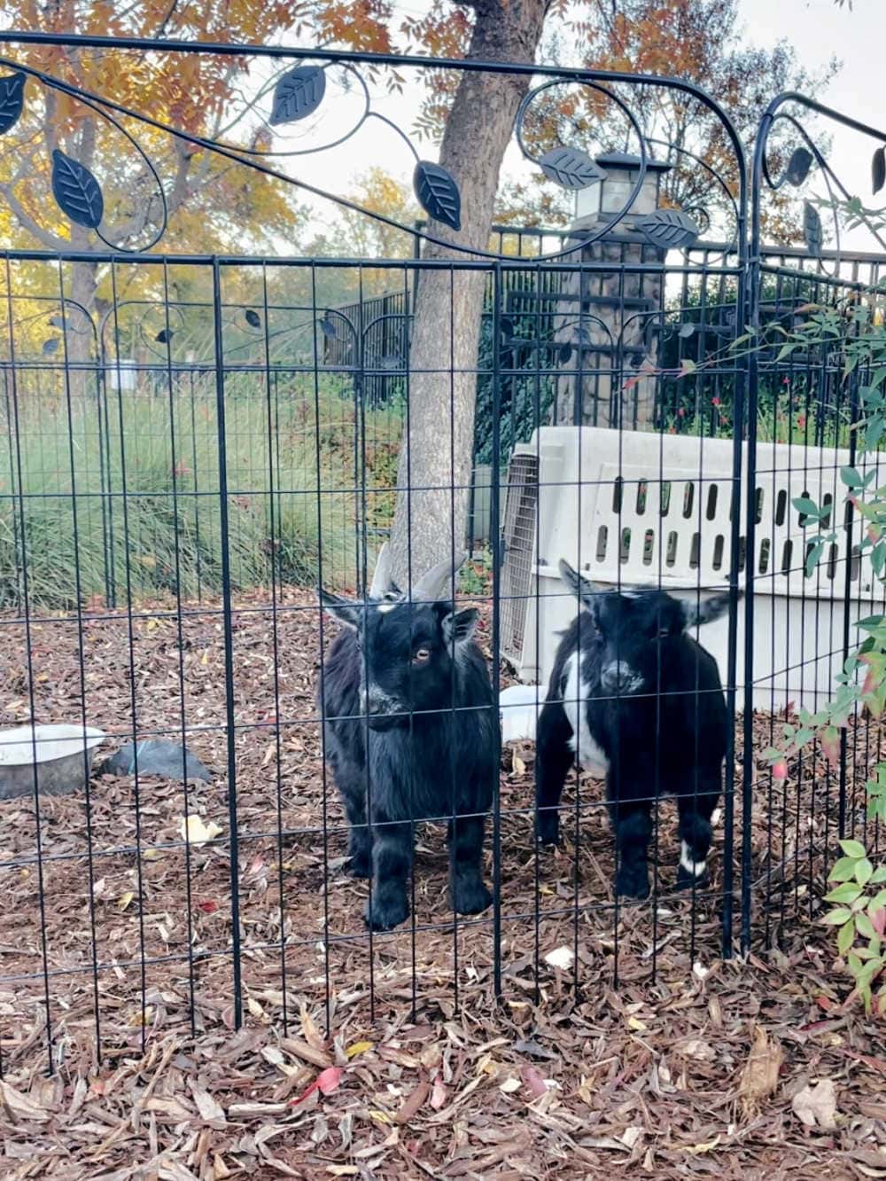 baby goats in a pen