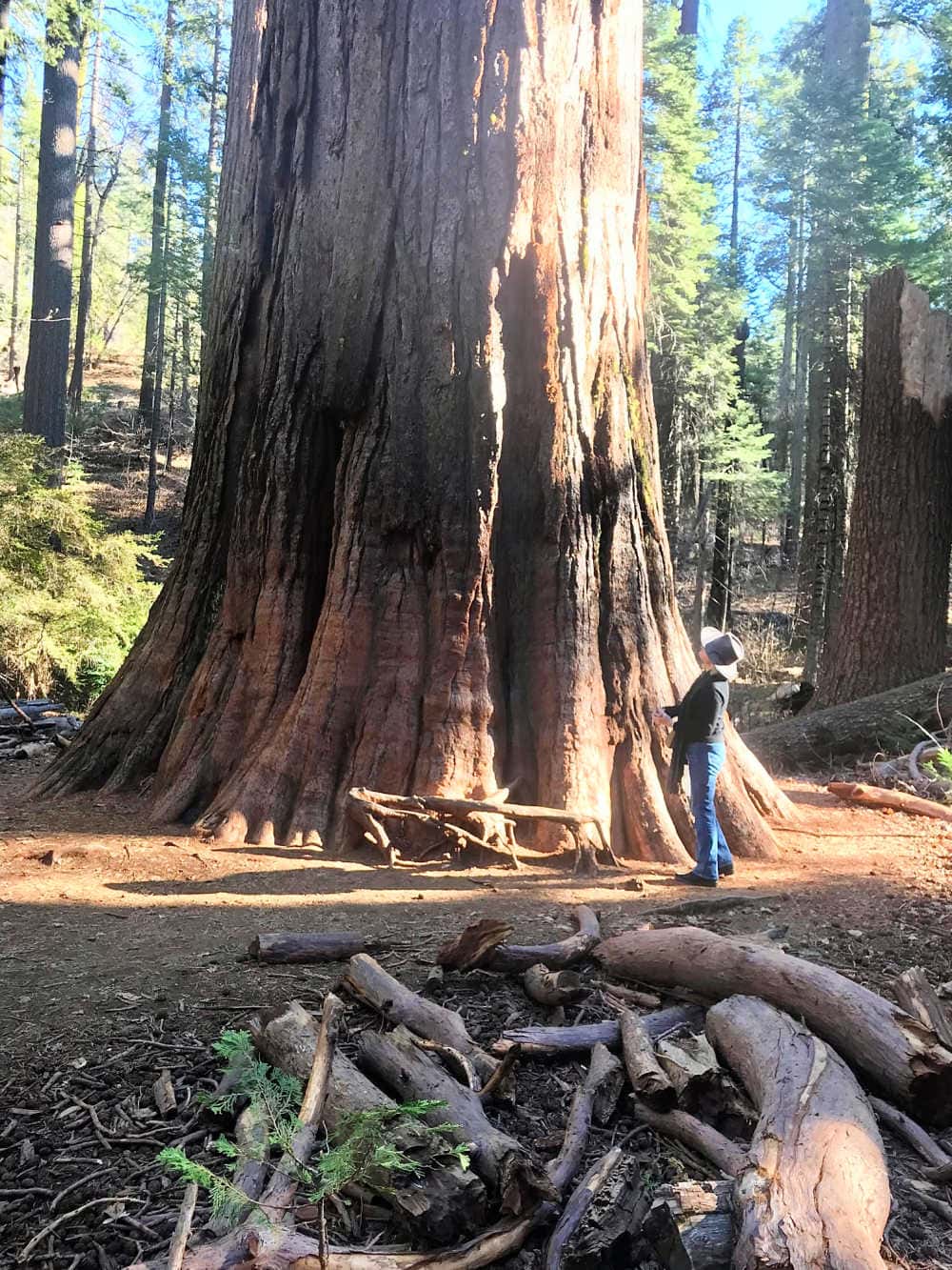 woman standing next to a giant sequoia tree