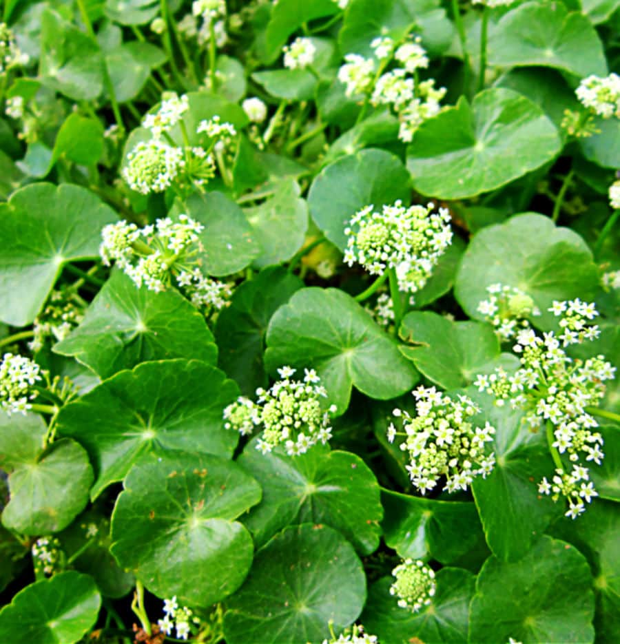 centella asiatica
